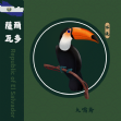 薩爾瓦多 大嘴鳥
